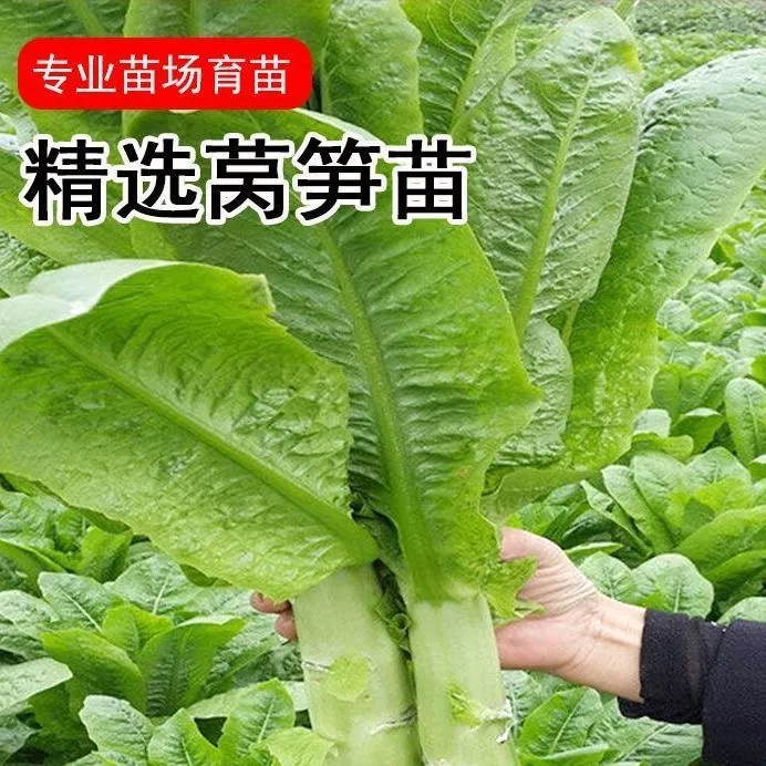 莴笋苗秧苗带土耐寒青皮青肉莴笋苗阳台蔬菜苗盆栽家种菜秋季菜苗