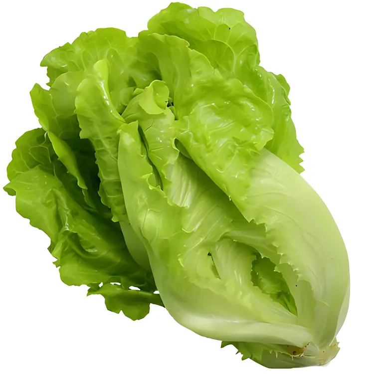 【意大利生菜带土秧苗】生菜苗水培苗蔬菜种子种植带土栽种植株发货