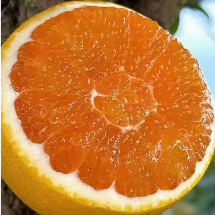 正宗秭归九月红脐橙绿色食品孕妇水果现摘现发新鲜应季橙子整箱装