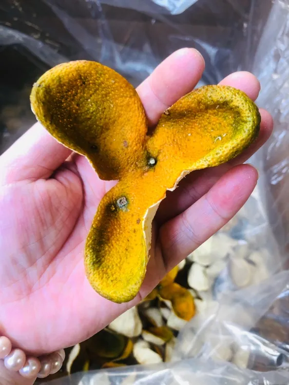 珠海海汇鱼胶陈皮二红皮