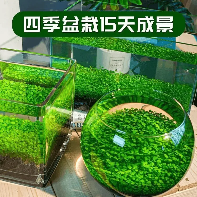 生态水草缸桌面微景观水培绿植造景小型玻璃卧室客厅办公桌书桌