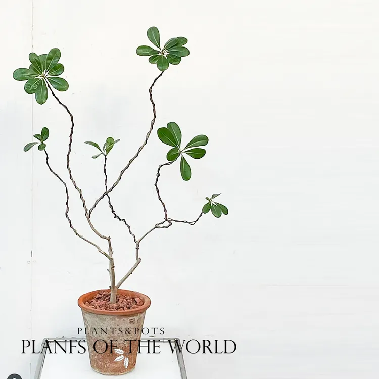 室内绿植点缀海桐植物造型盆景 地栽盆栽海桐灌木小毛球