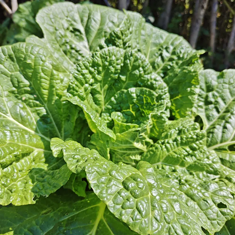 湖南邵阳隆回小沙江麻塘山农户自种毛白菜绿叶菜