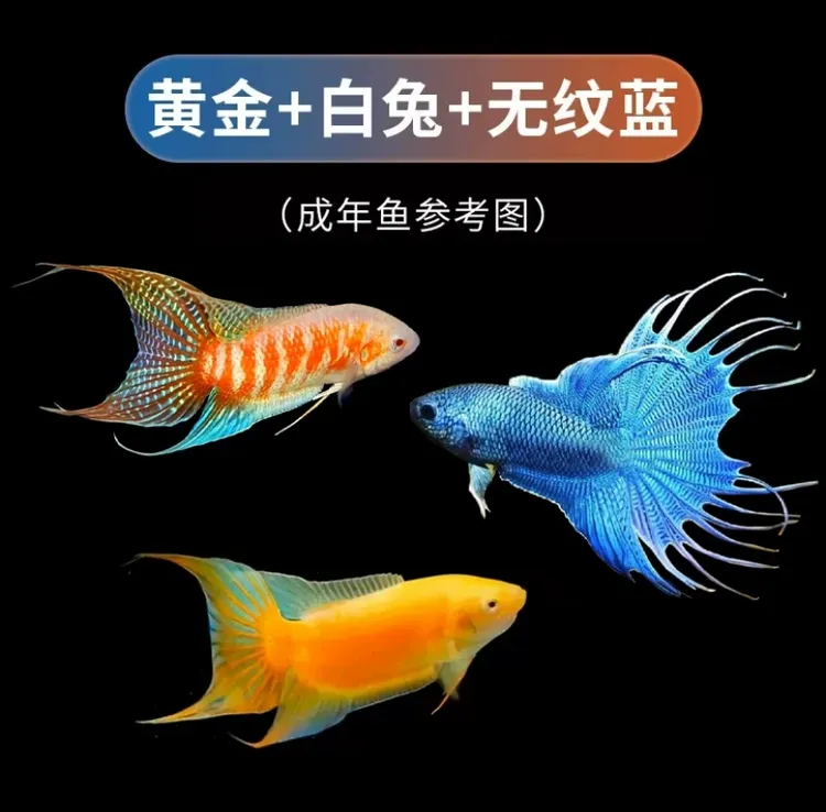 中国斗鱼红色观赏鱼活体活鱼冷水淡水小型鱼儿菩萨鱼蓝叉斗鱼饲养