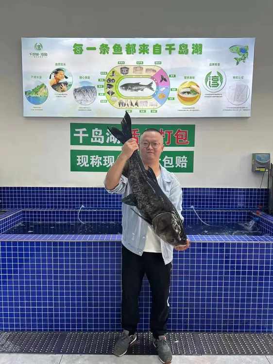 杭州千岛湖胖头鱼大头鱼鲢鳙鱼黑鲢雄鱼花鲢包头鱼活鱼快递包邮