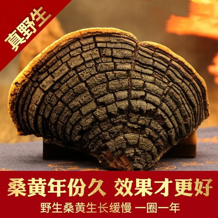 野生桑黄野生正宗西藏桑黄野生纯天然金边桑黄泡酒水食药用菌食用