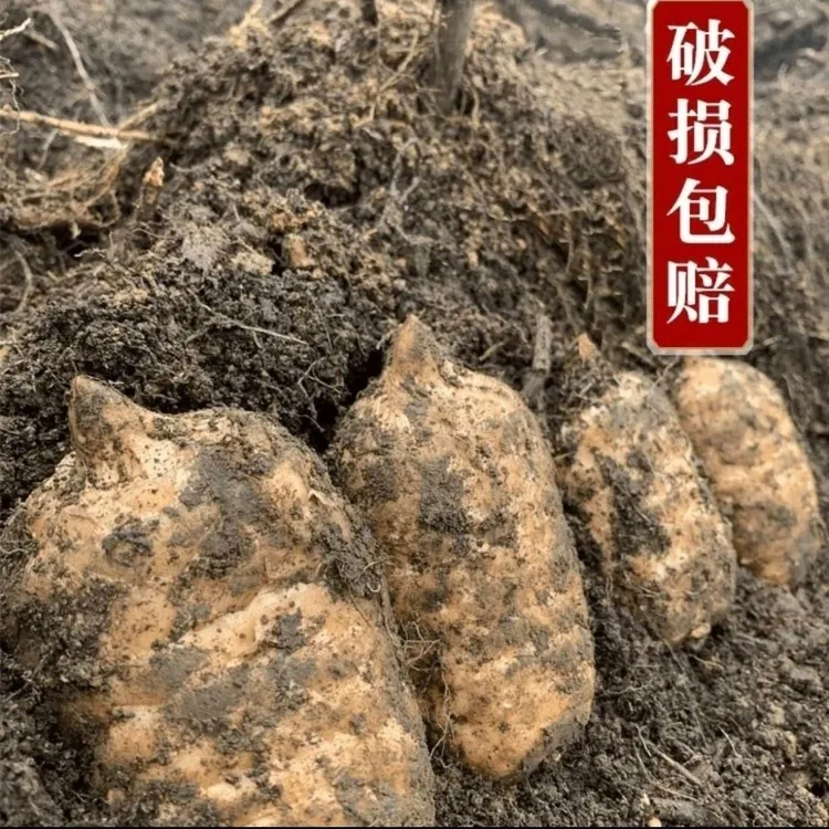 现挖鲜天麻野生天麻新鲜天麻生天麻冬麻湿天麻正宗天麻野鲜天麻
