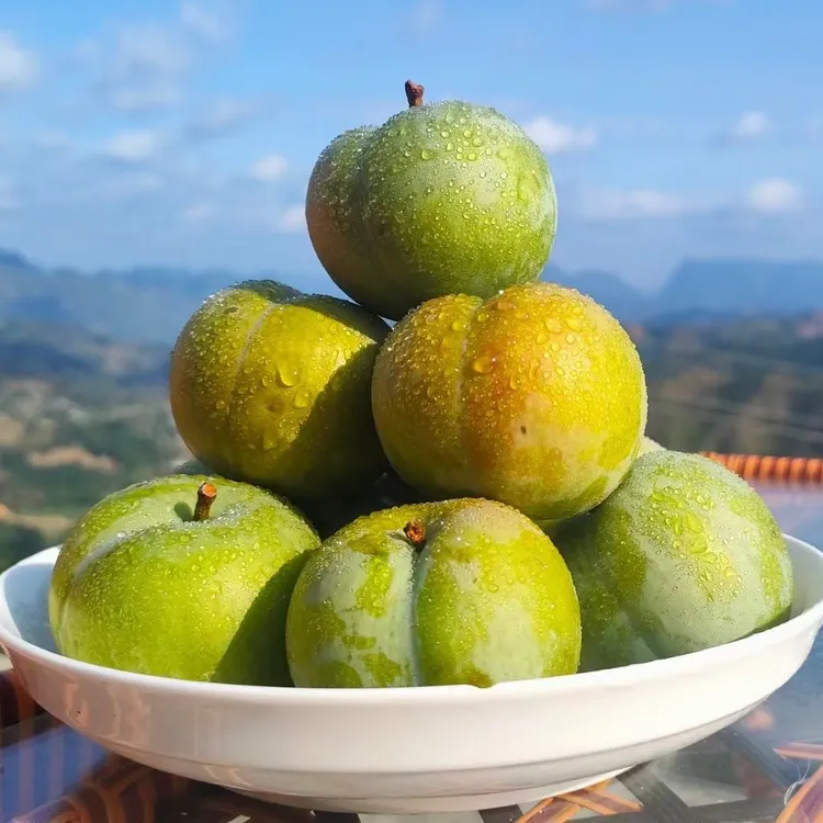 食纷玩美贵州蜂糖李六马蜂糖李原产地蜂糖李可食用现摘蜂糖李500g