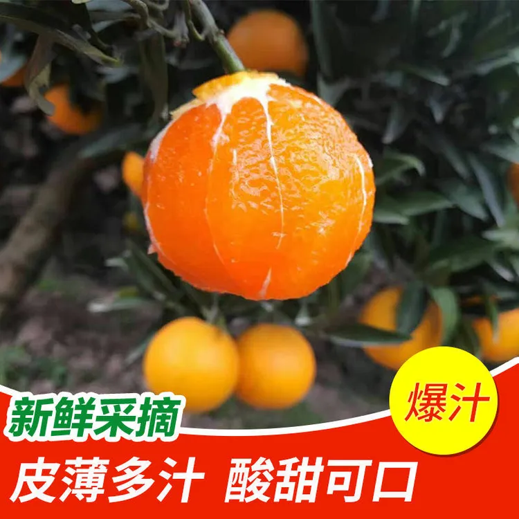 湖北秭归九月红应季水果现采现发9斤装坏果包赔