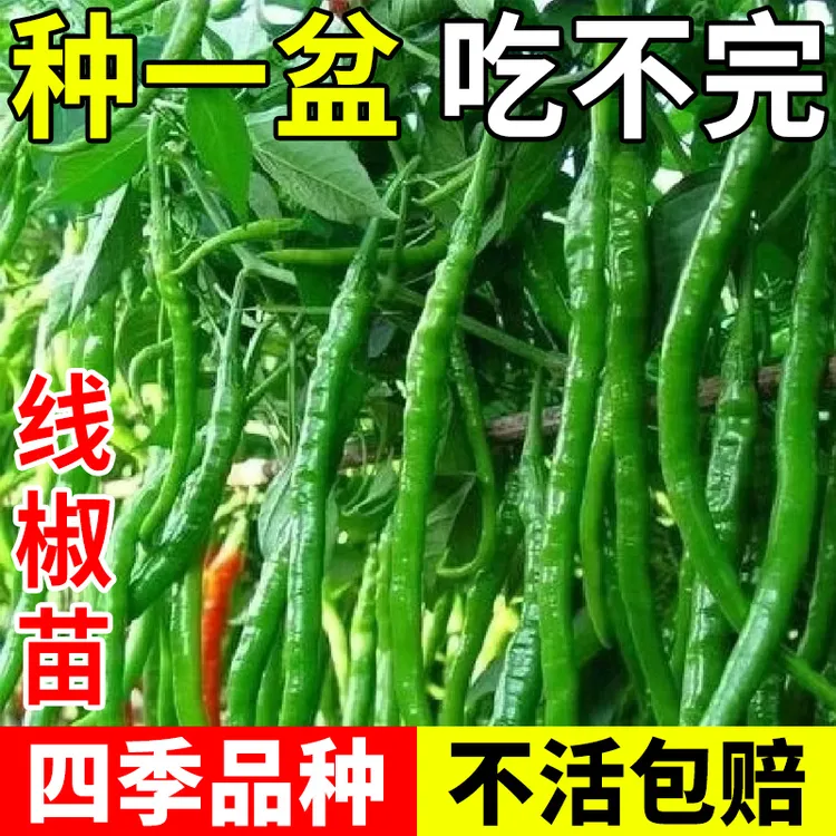 蔬菜苗辣椒苗秧苗幼苗朝天椒小米椒薄皮螺丝长线七彩椒苗阳台四季