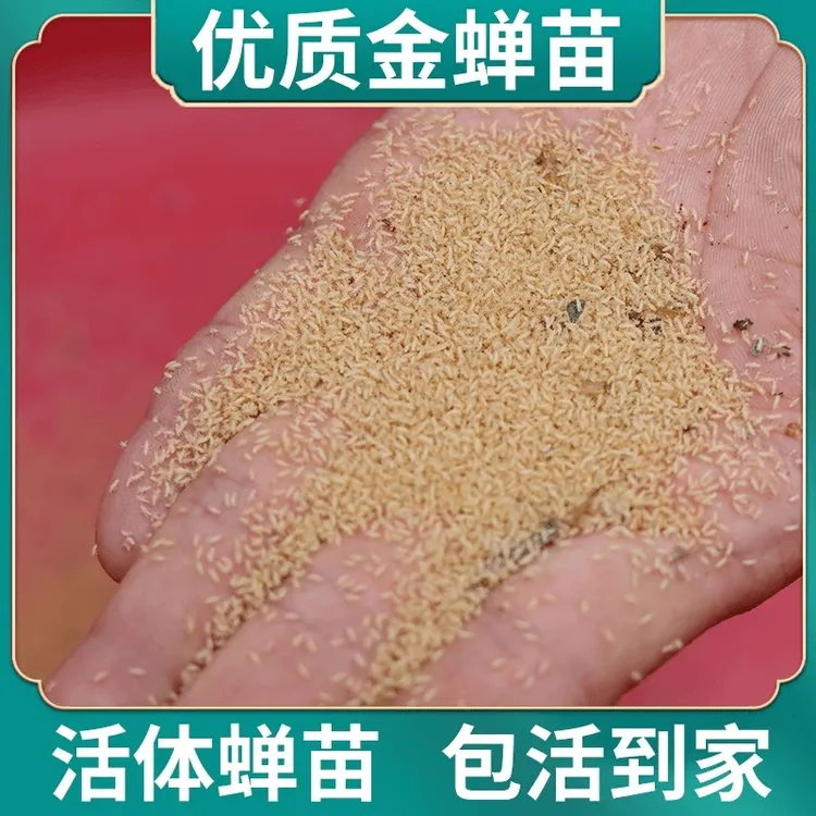 Y金蝉知了猴【优质品种知了龟幼苗爬叉蝉蚁蝉虫蝉种蝉幼虫子苗蝉苗