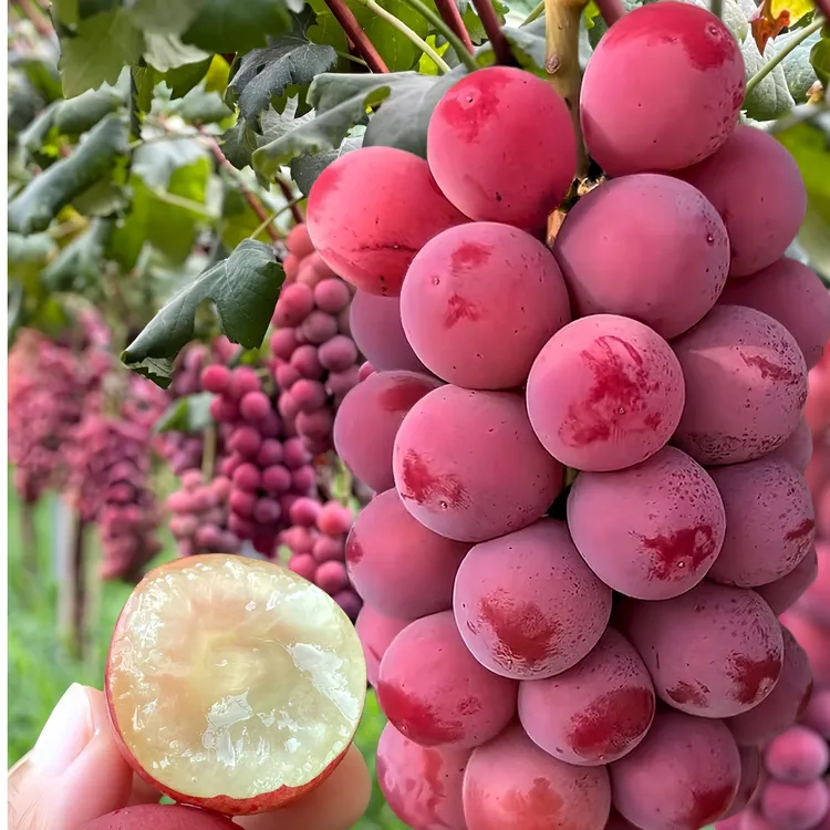 顺丰包邮云南高原妮娜皇后新鲜无籽葡萄现采皮薄多汁