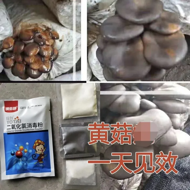 瑶台璜菇净平菇黄菇病特效二氧化氯消毒粉有机肥