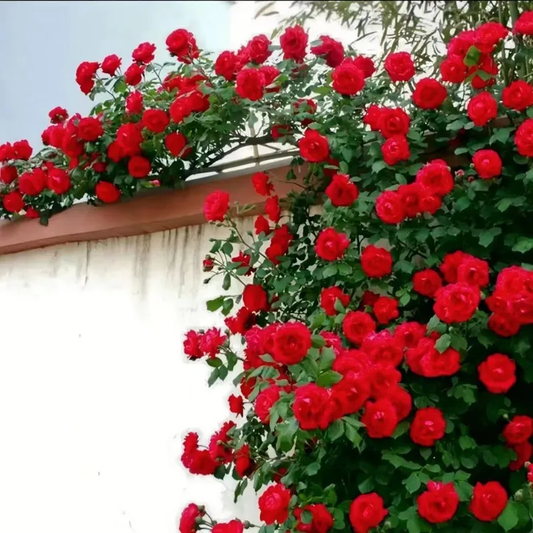 【新疆包邮】 花中皇后混色蔷薇花种子爬藤四季开花