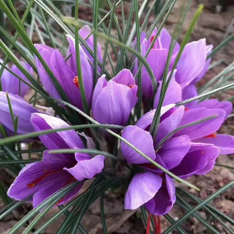 【新疆包邮】拍1发5 藏红花种球成品 多年生盆栽花卉 耐寒耐旱