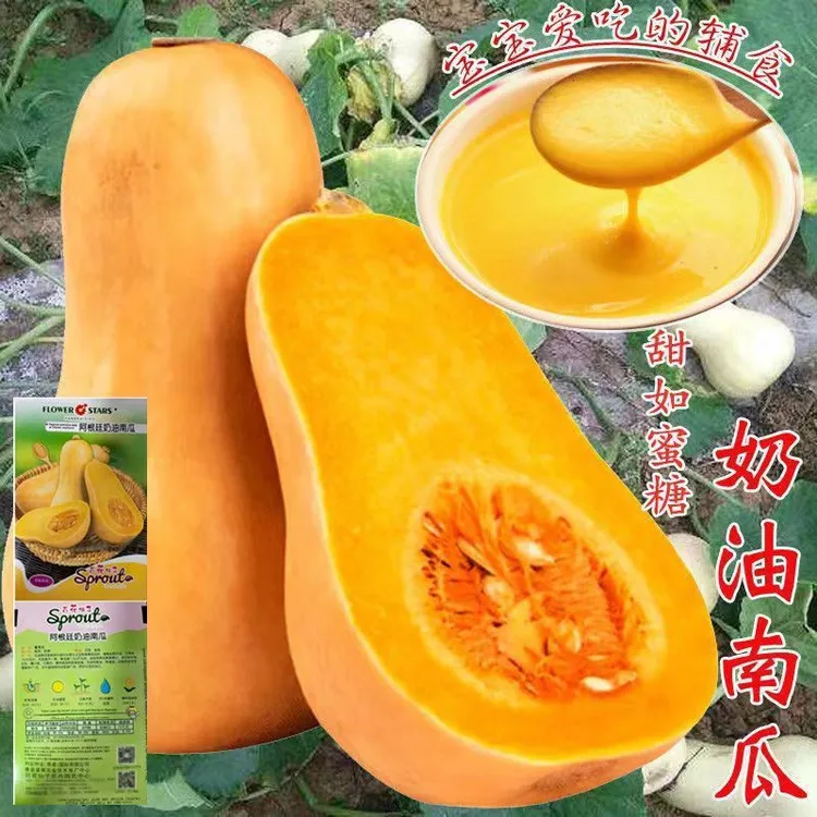 【新疆包邮】可盆栽奶油南瓜种子