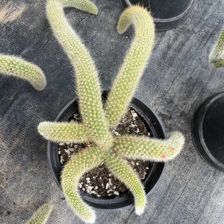 九尾狐多肉植物毛茸茸长尾巴至少5条尾巴起发