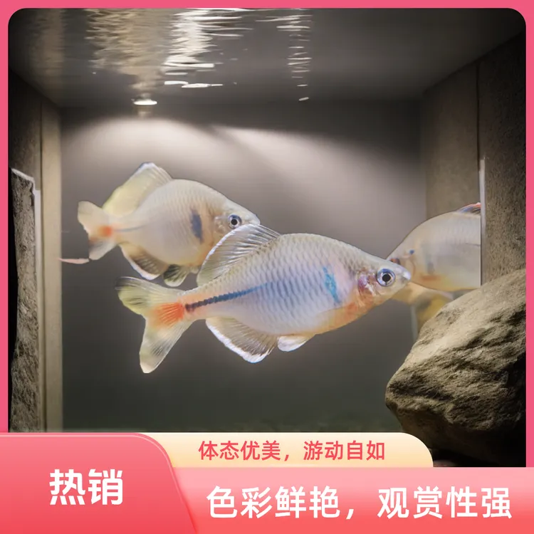 江西景德镇浮梁红底白边鳑鲏原生冷水小型观赏鱼除藻淡水好养活