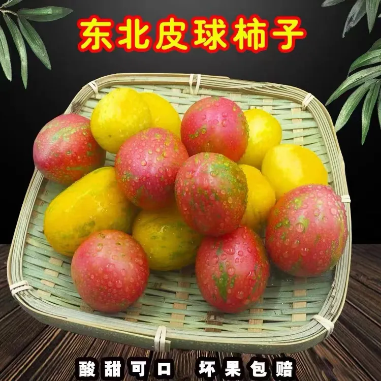 东北皮球柿子新鲜水果黄虎皮番茄新开园春桃柿子红皮球柿子