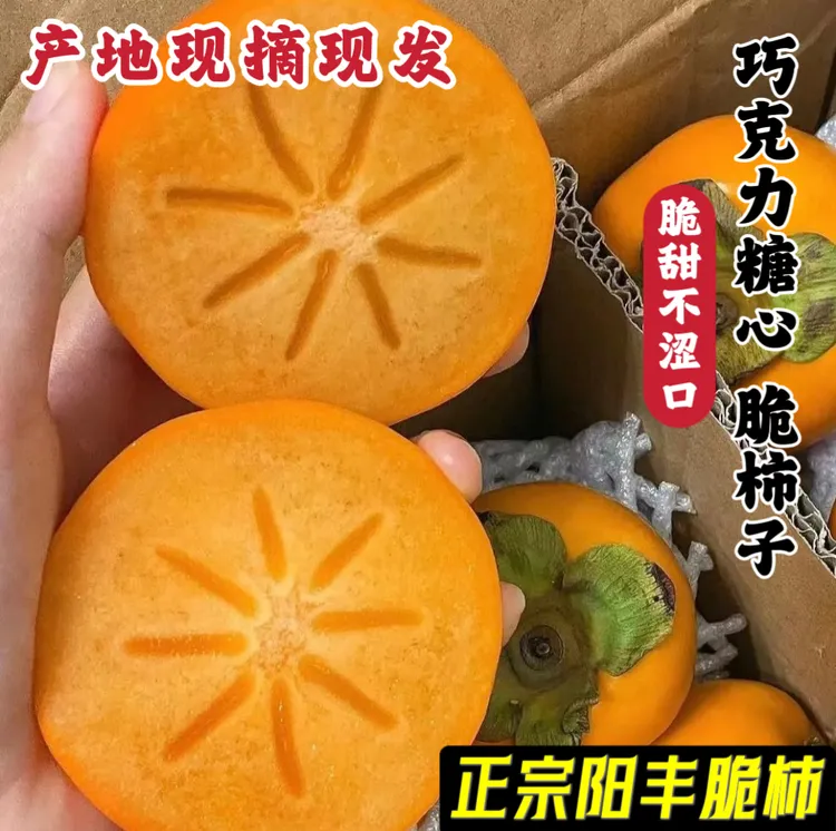 (直接吃不涩口)巧克力脆柿子甜柿子阳丰脆柿纯甜无酸2.5-5斤