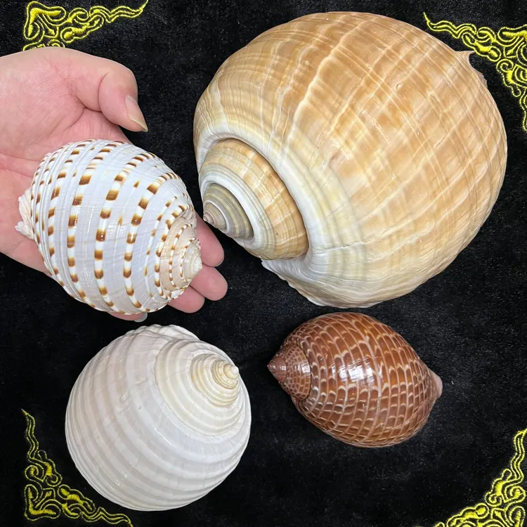 铁皮鹑螺花点狗牙鹑螺天然海螺装饰摆件工艺礼品知识科普鱼缸布景