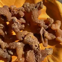 1【太-阳-参】净含量：100g-500g【阿忠现收现卖】菌