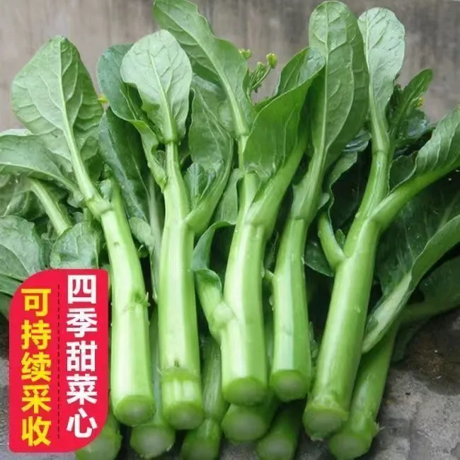 【拍2送1】【四季种植】广东四九菜心种子菜苔青菜种籽春白菜苔蔬菜