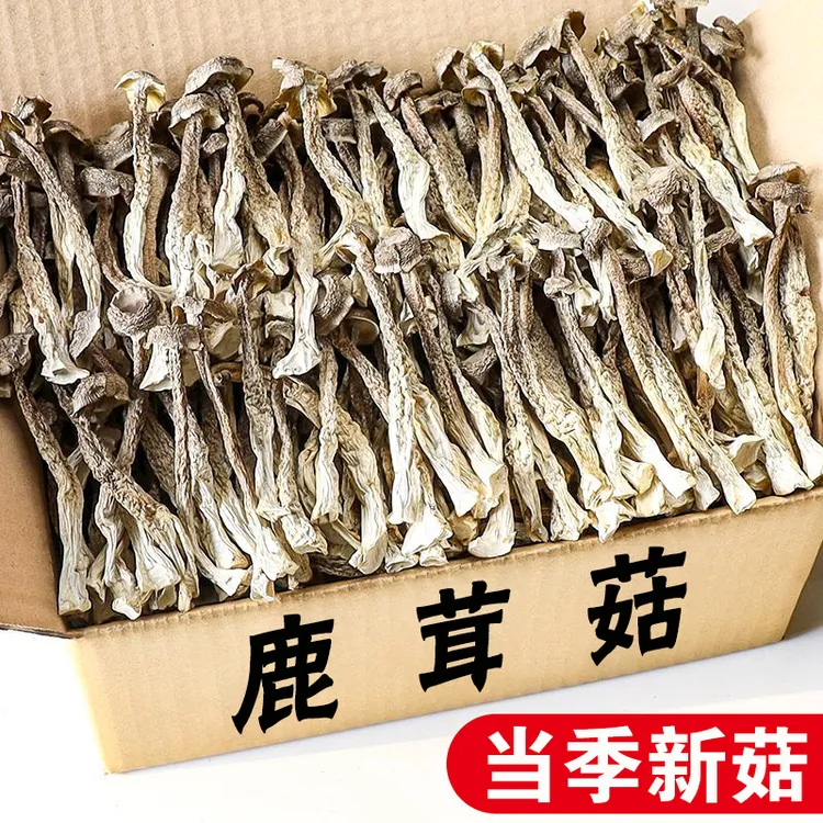 吉美味鹿茸菇干货云南特产鹿茸菌鲜嫩食用菌散装新菇无沙无碎