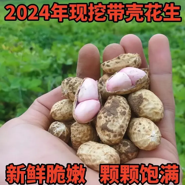 2024鲜花生当季新鲜带壳花生现挖带泥现发生花生带壳新鲜花生湿