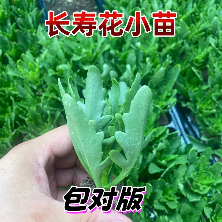 长寿小苗稀有重瓣大花金狐狸四季开花室内花卉盆栽苗好养易成活