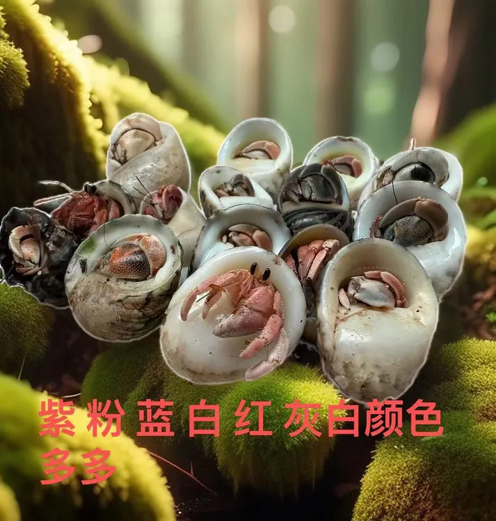 寄居蟹灰白豆丁1-2CM蜜桃粉玫瑰紫白橘粉红混发15只