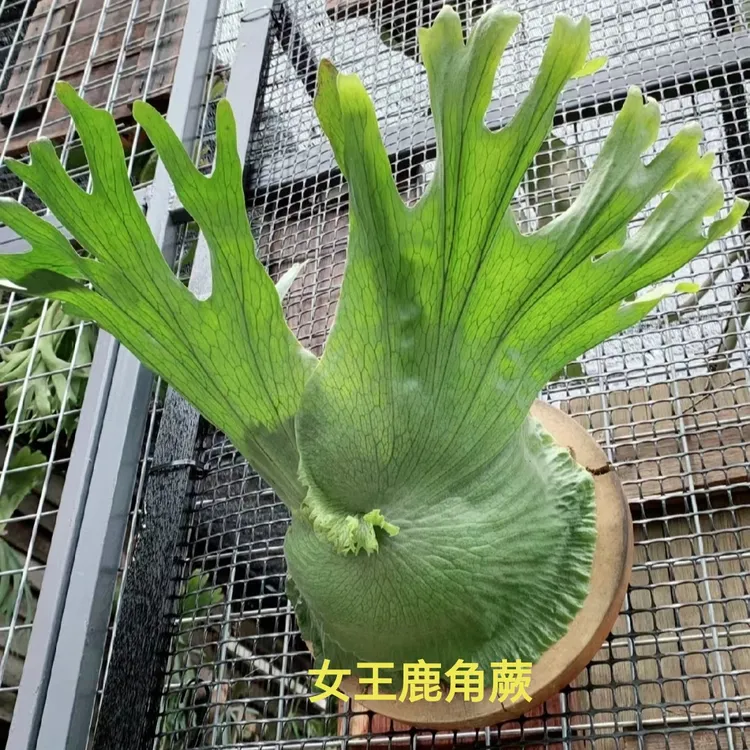 女王鹿角蕨，18种原生鹿角蕨之一，好养新手可入，板植挂墙颜值超高