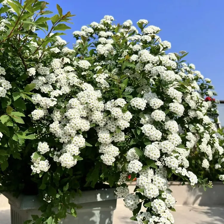 八重小手毬重瓣绣线菊