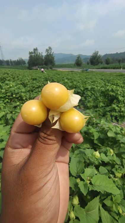 东北菇娘果，香甜好吃
