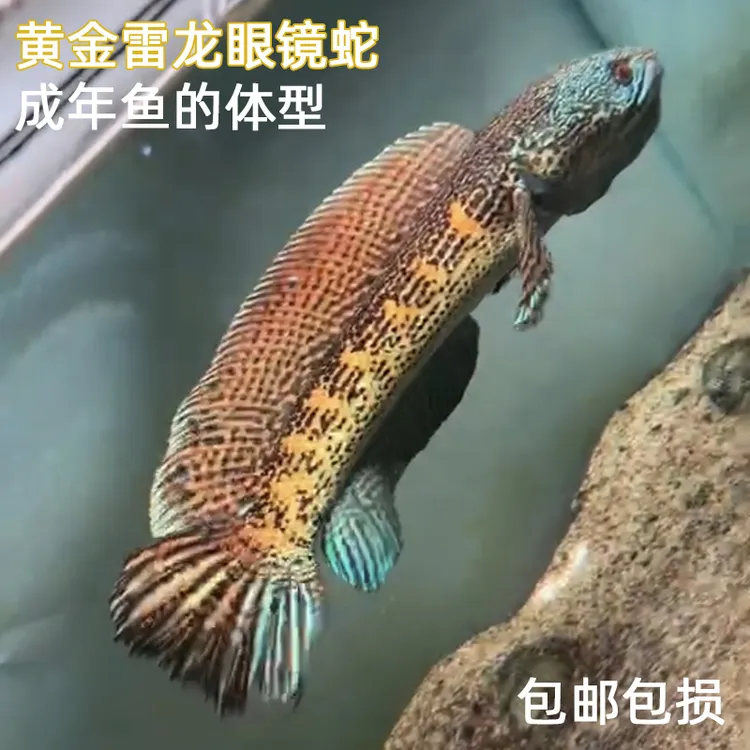 雷龙鱼 眼镜蛇雷龙 鬼王雷龙 奶茶雷龙 观赏鱼好养 大型
