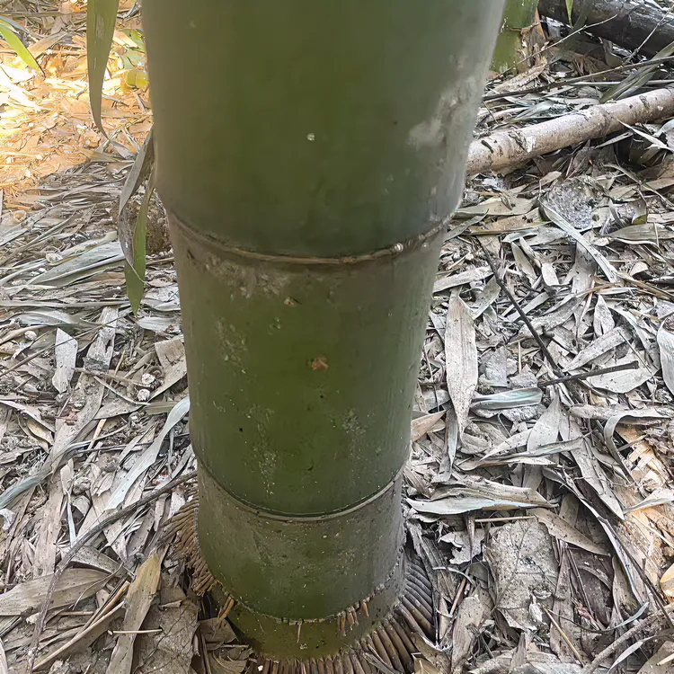 楠竹苗大型绿植造林绿化公园食用笋竹苗
