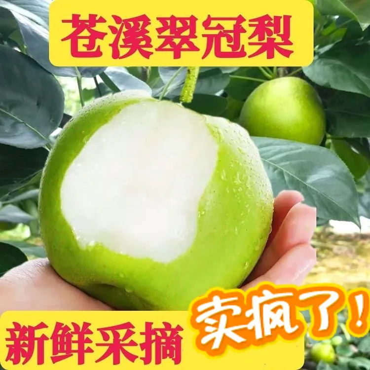 正宗四川苍溪翠冠梨青皮梨新鲜水果翠冠梨 整箱8-10斤