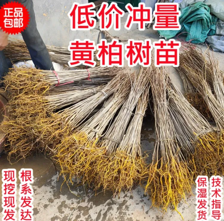 黄柏树苗厚皮川黄柏苗黄柏皮川黄柏苗剥皮卖造林苗四川产地