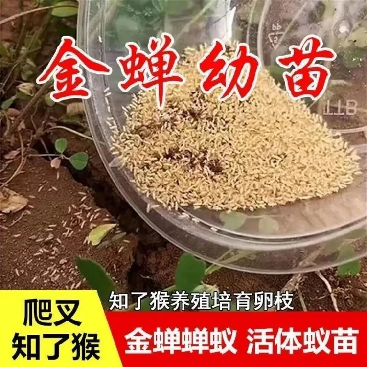 知了龟幼苗爬叉种卵种子养殖地批发幼虫蝉蚁幼苗活