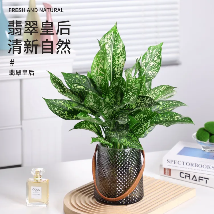 水培翡翠皇后四季自然观叶花卉懒人防辐射清新绿色渐变室内绿植