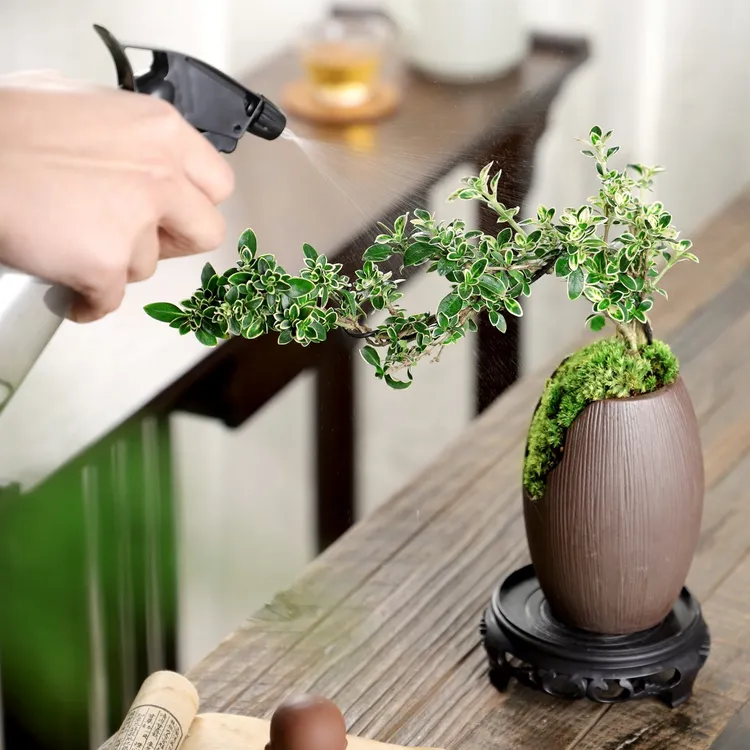 六月雪桌面小盆景美化观叶观赏中式禅意茶桌四季六月雪盆栽六月雪