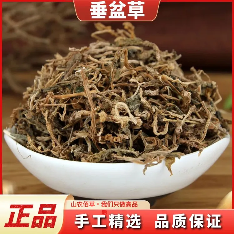 垂盆草正品新鲜干货野生垂盆草泡水垂盆草散装100g-1000g非金钱草