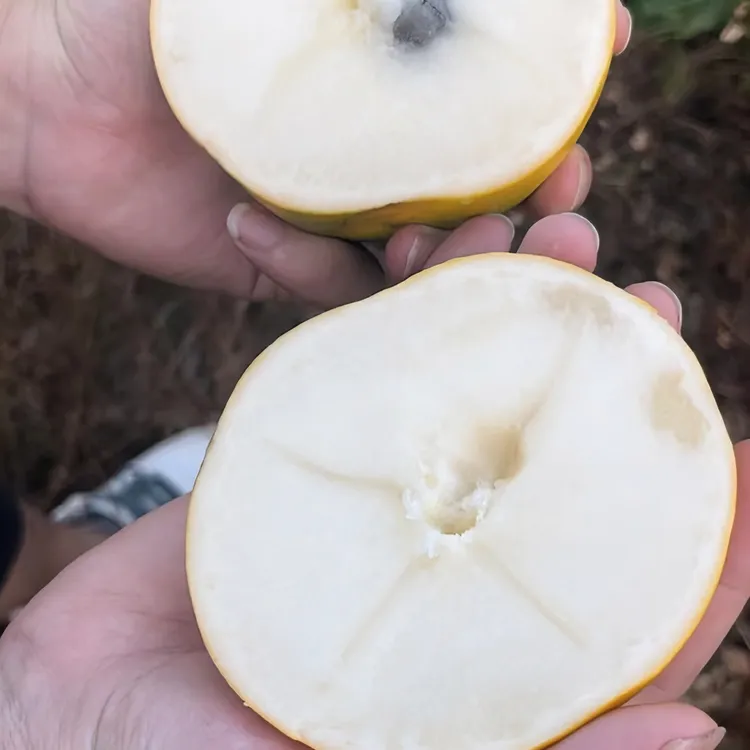 顺丰黄晶果 钻石黄晶果 香甜可口 燕窝果