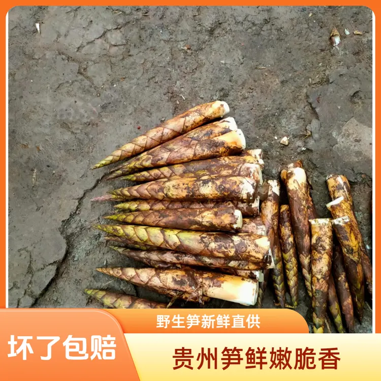 贵州赤水大竹笋庆竹笋野生小竹笋秋笋刺笋冷竹笋新鲜脆嫩鲜香