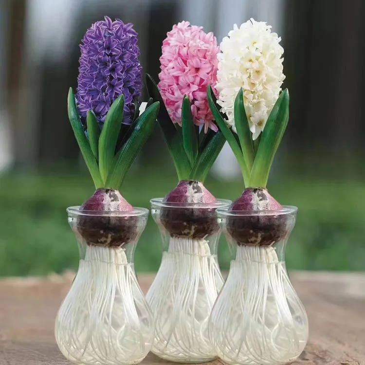 球朵朵荷兰进口风信子土培水培植物耐寒成活窗台桌面风信子花长期