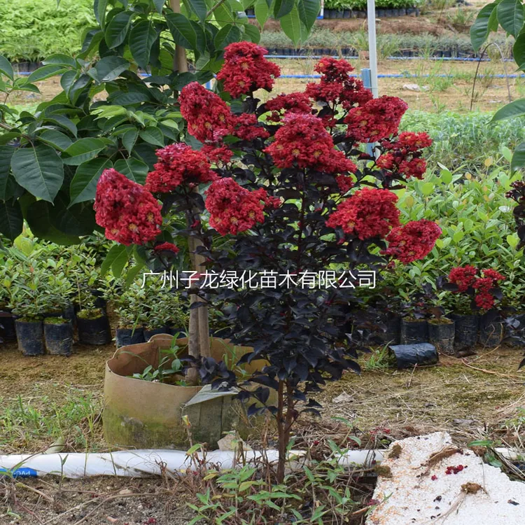 进口紫叶紫薇别墅庭院耐寒风景树四季种植小叶紫薇花树苗盆栽植物
