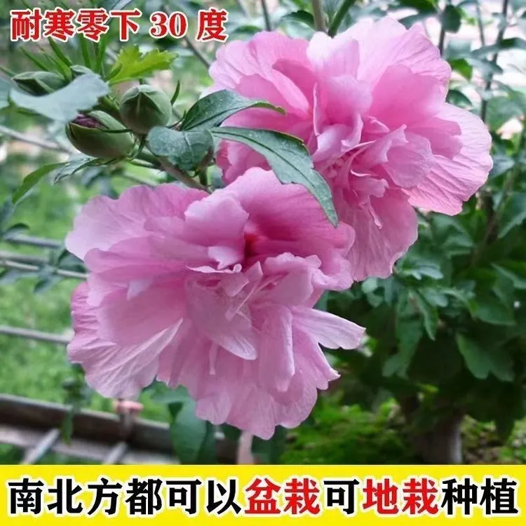 重瓣木槿花夏季可食用粉色木槿树苗庭院耐寒耐阴植物工程绿化苗