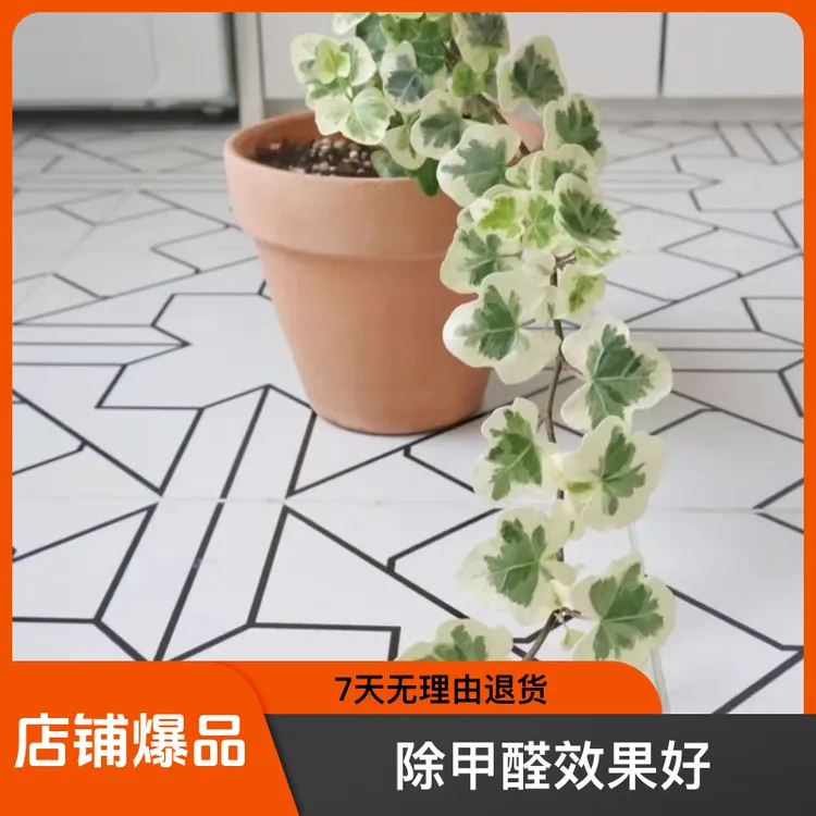 雪莹圆叶锦常春藤盆栽除甲醛爱心形夏天小清新 编制造型 室内绿植