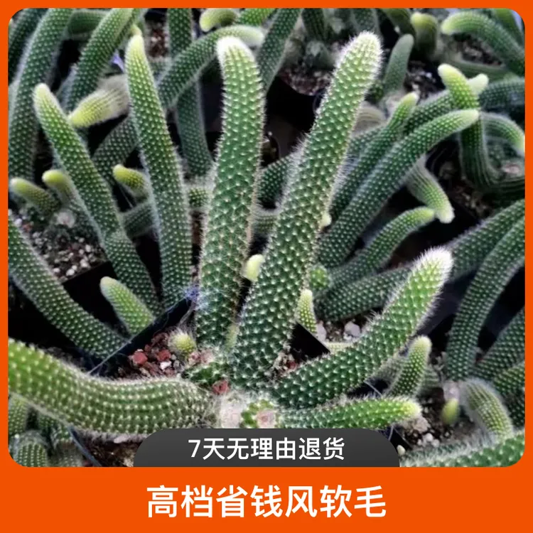 九尾狐多头植物尾巴多肉长毛九尾狐高档省钱风软毛开花室内防辐射