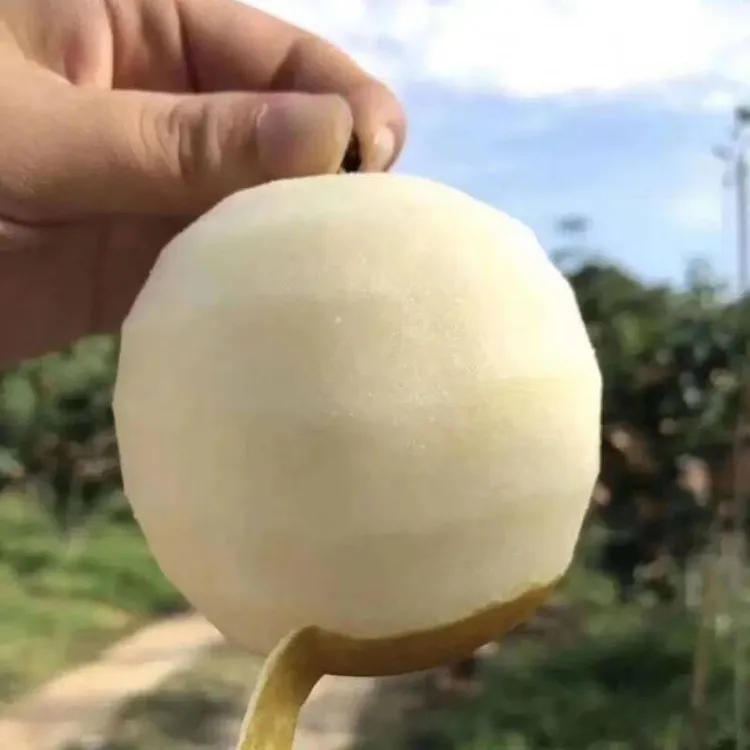 连州长寿之乡正宗潭岭水晶梨